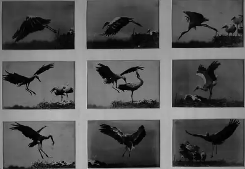 Étude photographique pour le vol de la cigogne (1884).