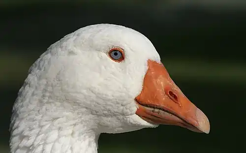 Oie domestique Anser anserCagliari, Sardaigne.