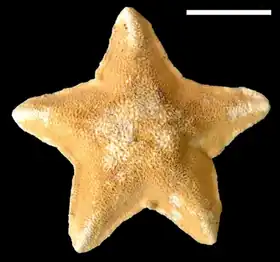 Astrotholus antarcticus