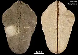 Anseropoda ludovici (fragment).