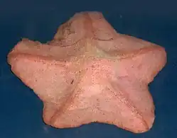 Anseropoda placenta.