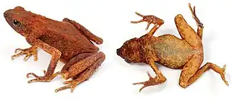 Description de l'image Ansonia leptopus (10.3897-evolsyst.2.27020) Figure 1 (cropped).jpg.