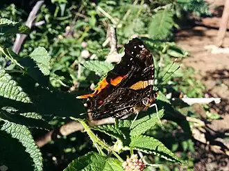 Description de cette image, également commentée ci-après