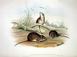 Antechinus flavipes