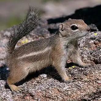 Description de l'image Antelope-squirrel-phoenix-arizona.jpg.