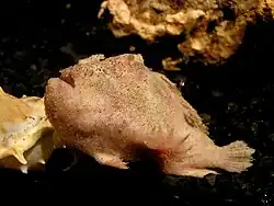 Antennatus nummifer, aquarium Sea Life Bangkok Ocean World, Bangkok, Thaïlande