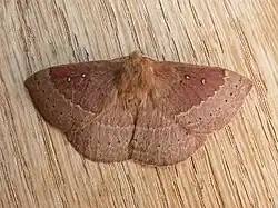 Anthelidae(Anthela nicothoe)