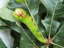 Chenille sur Quercus