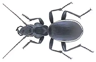 Anthia cinctipennis&nbsp;(en).