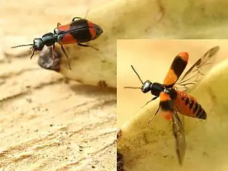 Description de cette image, également commentée ci-après