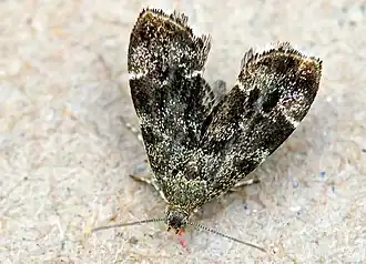 Description de cette image, également commentée ci-après