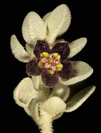 Description de cette image, également commentée ci-après