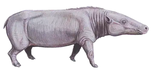 Reconstitution de Anthracotherium (Anthracotheriidae)
