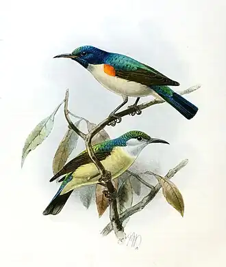 Description de l'image Anthreptes aurantium Keulemans.jpg.