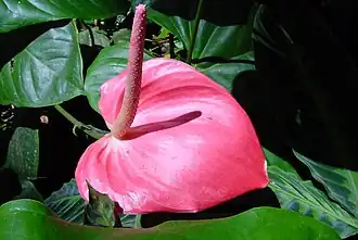 Anthurium au jardin de Balata (plante poussant dans la forêt martiniquaise).