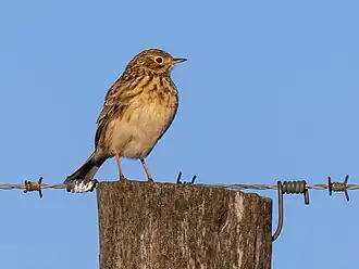 Description de l'image Anthus chacoensis Pampas Pipit; Saavedra, Buenos Aires, Argentina.jpg.