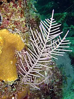 Antillogorgia bipinnata (en)