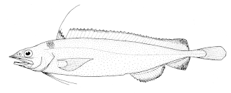 Description de l'image Antimora rostrata (Blue antimora).gif.