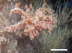 Antipathozoanthus hickmani, un Antipathidae