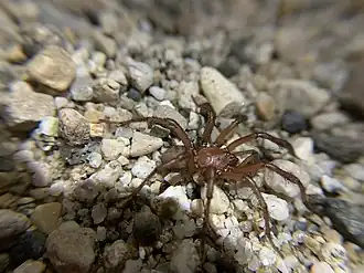 Description de l'image Antrodiaetus montanus (Chamberlin & Ivie, 1935) 3398690903.jpg.