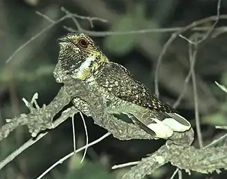 Description de l'image Antrostomus arizonae.jpg.