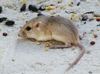 Description de l'image Apache pocket mouse (Perognathus flavescens apache) crop.jpg.