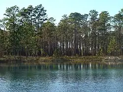 Image illustrative de l’article Forêt nationale d'Apalachicola