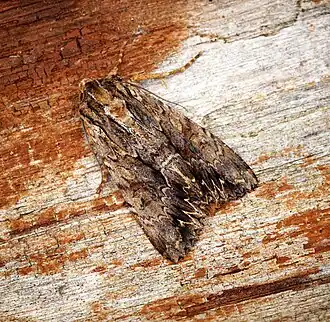 Description de l'image Apamea monoglypha (27674108894).jpg.