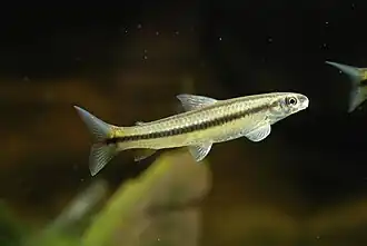 Apareiodon hasemani (Parodontidae)