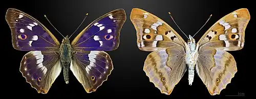 Apatura ilia – coll. MHNT