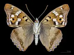 Forme clytie, revers.