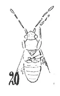 Aphanus pulchellus Heer, 1937 N.Théobald éch. F121 x4 p.416 pl.XXVIII Insectes du Stampien de Céreste (Basses-Alpes).