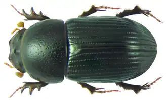 Aphodius crenatus.