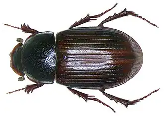 Aphodius abdominalis.
