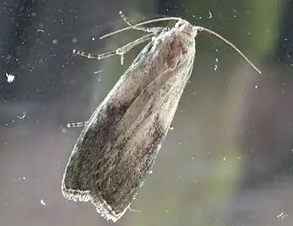 Aphomia sociella