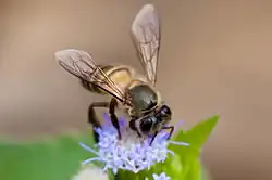 Abeille asiatique (Apis cerana)