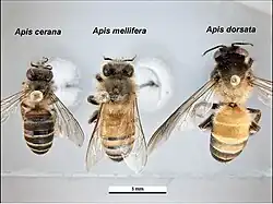  Trois abeilles épinglées