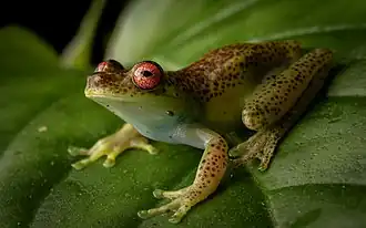 Description de l'image Aplastodiscus eugenioi.jpg.