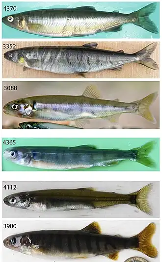 Description de l'image Aplochiton.jpg.