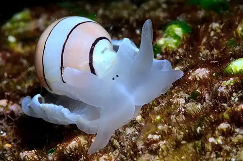 Aplustrum amplustre, un Acteonoidea (exemple de groupe encore non-assigné).