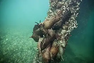 Copulation en groupe d'Aplysia californica