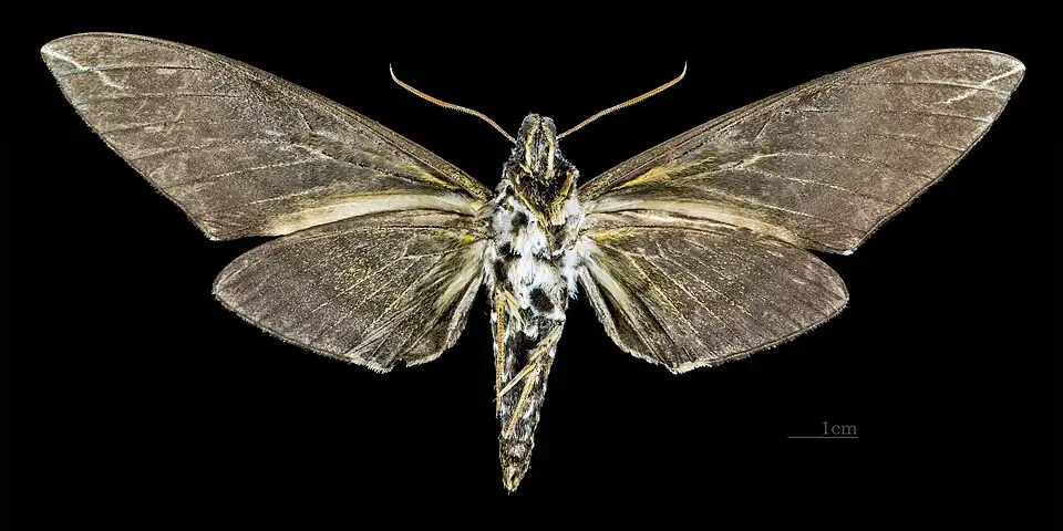 Revers de la femelle MHNT