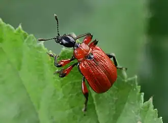 Apodère du noisetier.