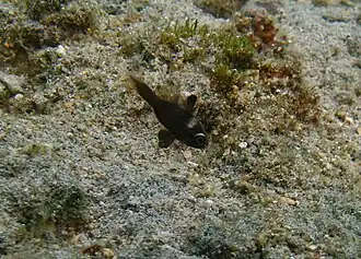 Nectamia sp. juvénile