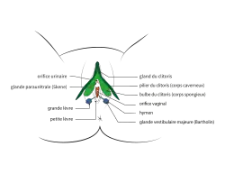 Anatomie externe, vue de face.