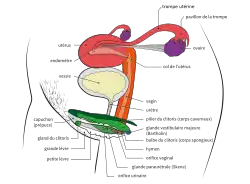 Anatomie vue en perspective.