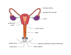 Anatomie interne, vue de face.
