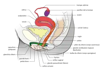 Anatomie vue de côté.