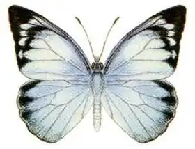 Description de l'image Appias melania (ento-csiro-au).jpg.