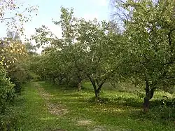 Pommiers à Merivälja